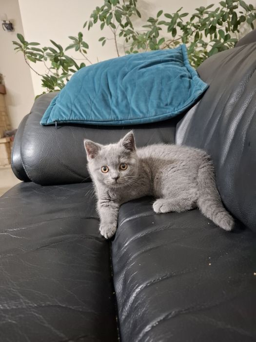 Sprzedam kotki brytyjskie