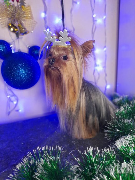 Йоркширский терьер предлагается на вязку