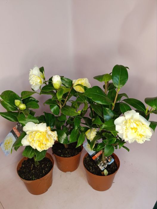 Камелія.Лілія.Кактуси.Калатея.Троянда.