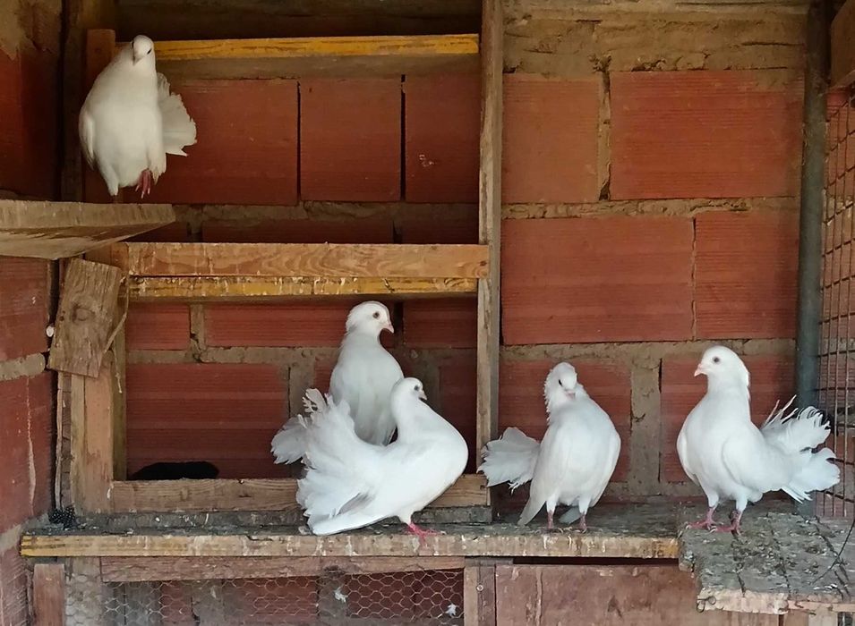 Pombos brancos de leque