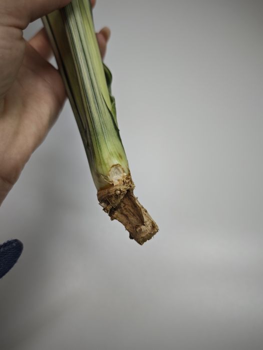 Sansevieria Bogor