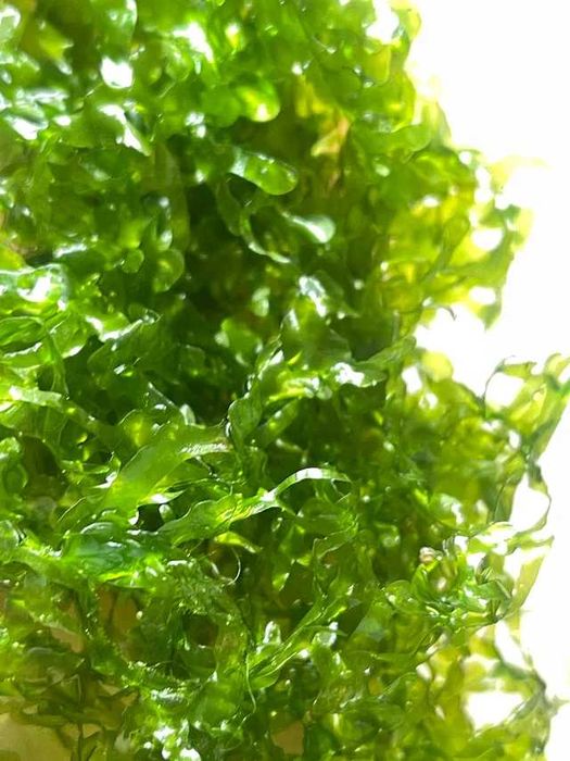 Musgo Pellia Moss- Aquario