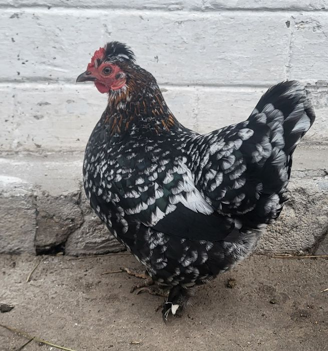 Инкубационное яйцо карликового кохинхина, бентамки, шовкова, мильфлер