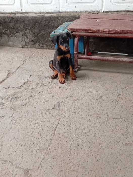 Продам доберманчиків