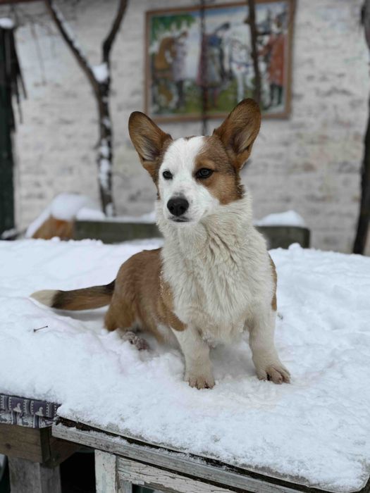 Продам дівчинку вельш коргі кардиган.