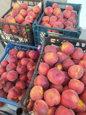 Саджанці Абрикоса Персик Нектарин Слива Груша Хурма Черешня Порічка