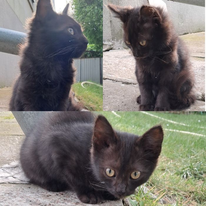 Віддам кошеня (біла кішка, чорний кіт, триколірна кішка)