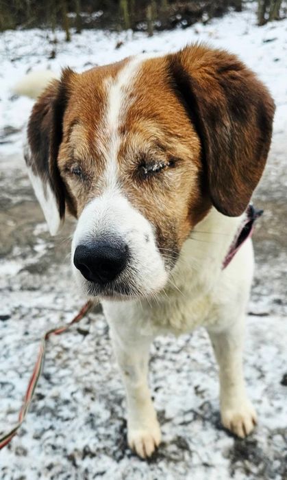 Gałgan- niewidomy mix beagle w schronisku