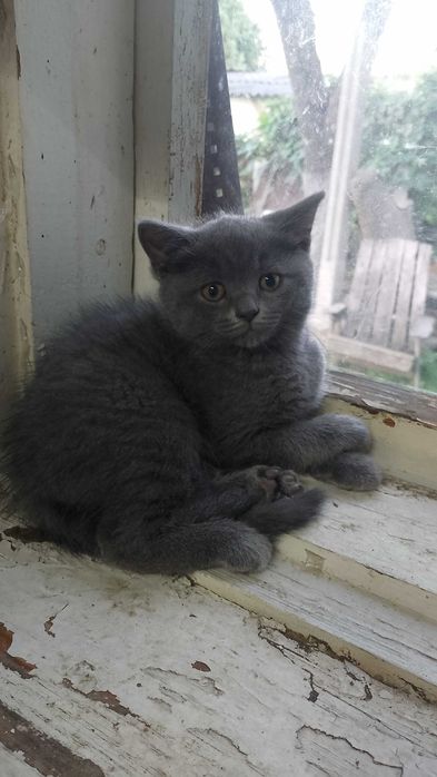 котик  британський
