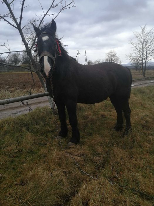 Продам спокійного коня