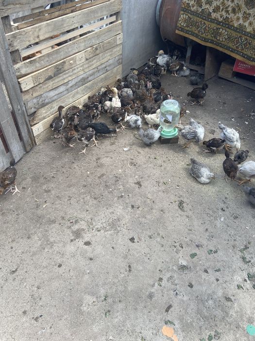 Продам курчата підрощені..