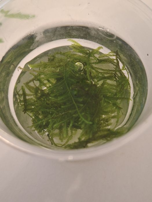 Rośliny akwariowe z przycinki mech peacock moss + hygrophila polysperma