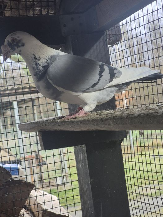 Gołebie Staropolskie