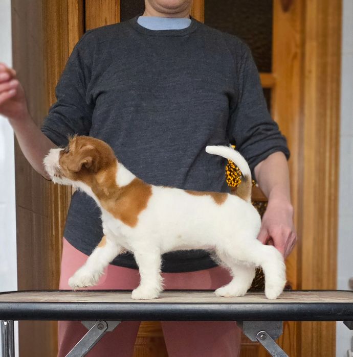 Лялькова дівчинка Джек Рассел тер'єра. (2 міс.)