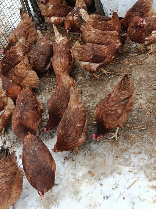 Kury nioski z własnej hodowli