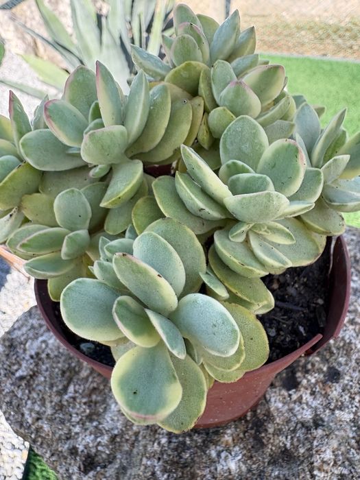 Suculentas Orbea variegata, Crassula, Aeonium, outras