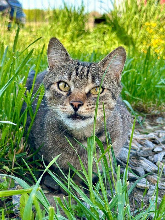 PILNE - szukamy DT lub DS dla Tobiego