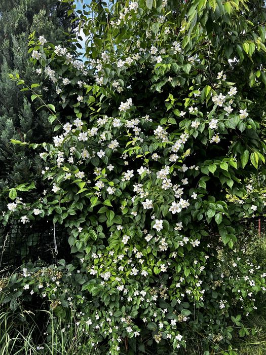 Sprzedam działkę ROD Czeladź