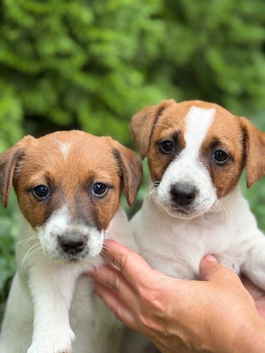 Jack Russell Terrier tylko od # SMARTIE JACKS # rodzice FCI/ZKwP cute FEMALE