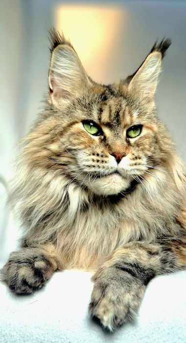 Maine coon kotka pohodowlana