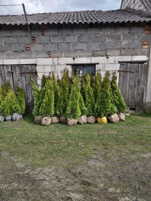 Tuja Szmaragd Zapraszam!!!Bardzo dobre ceny!!!Każda 10sztuka GRATIS!!!