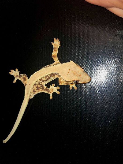 Gekon orzęsiony gekony orzęsione