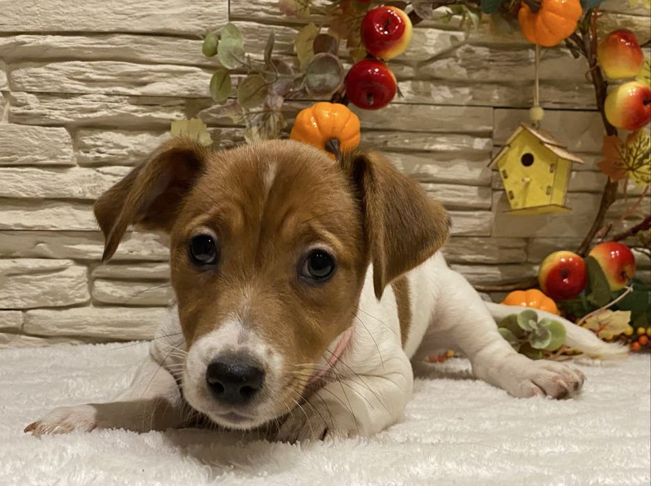 Dziewczynka Aura Jack Russell Terrier do odbioru