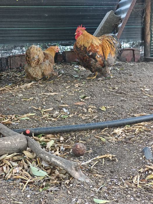 Casal de Pekin Perdiz