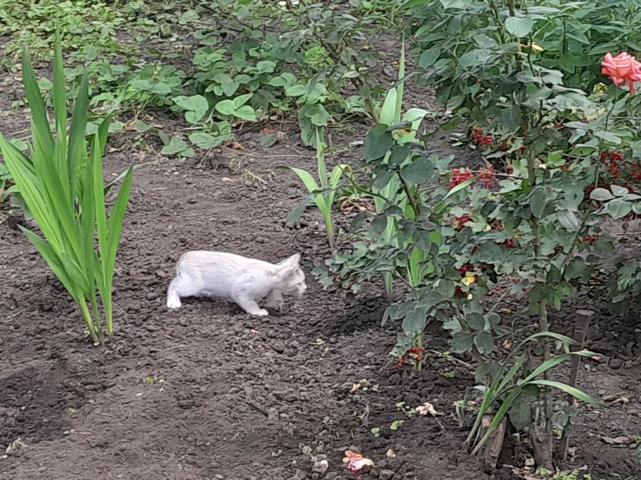 Кошенята +-2місяці