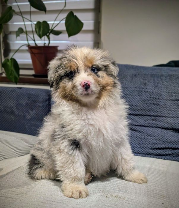 Piesek owczarek australijski blue merle