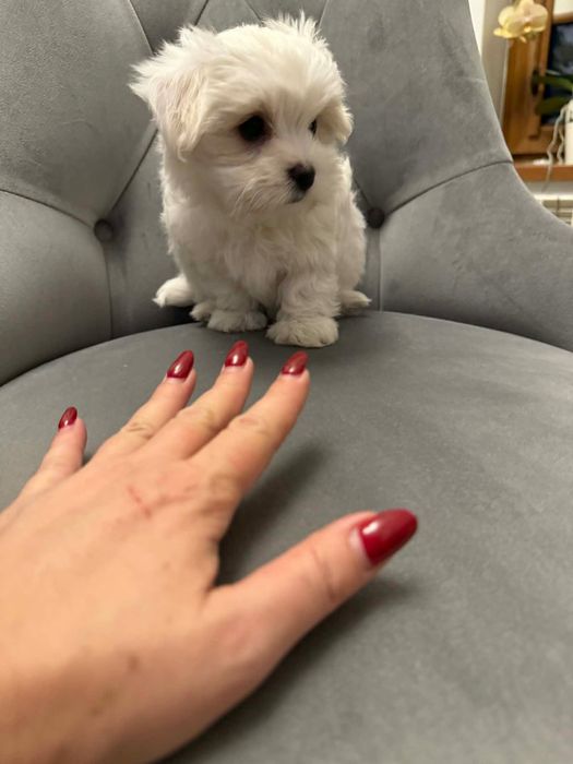 Maltańczyk koreański mini 3 miesięczny