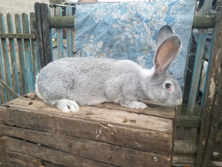 кролі породи шиншила европейська