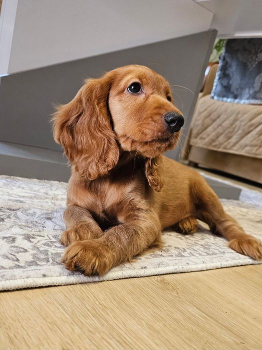 Cocker spaniel angielski