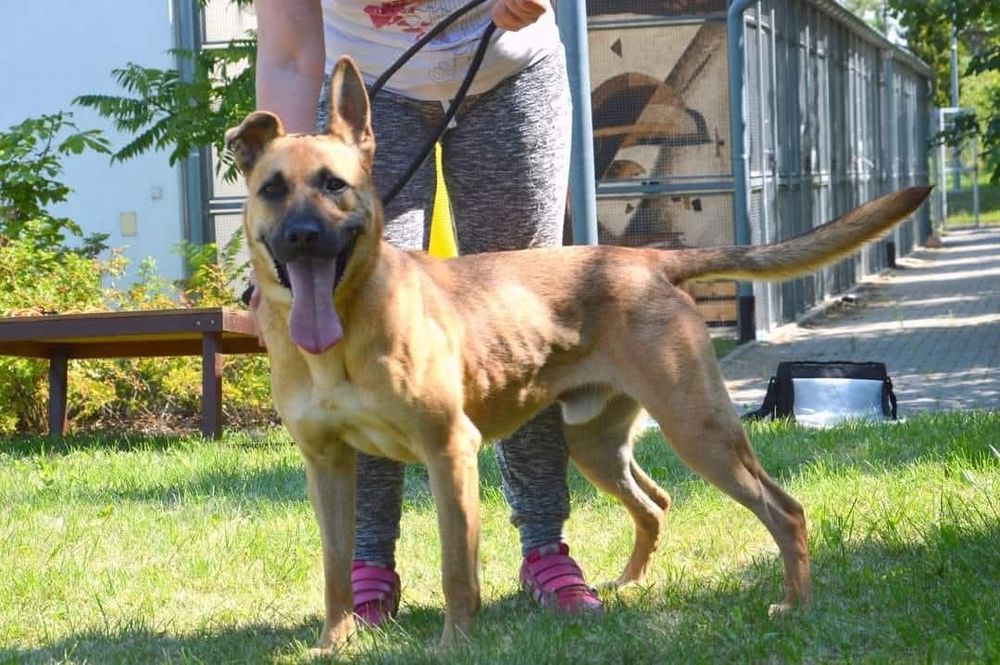 Czaruś poleca się do adopcji