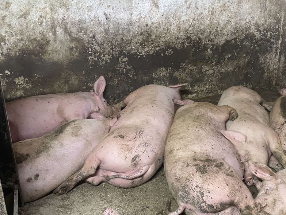 Продам свині мясні та мясосальні