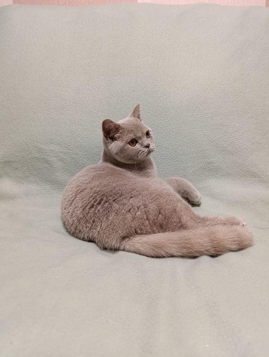 Британский лиловый котёнок