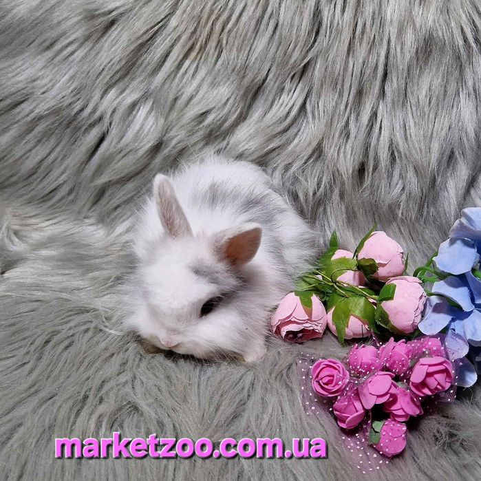 Продається кролик Lionhead | | 1 місяць | Мармуровий окрас