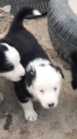 Cachorrinha border collie femea