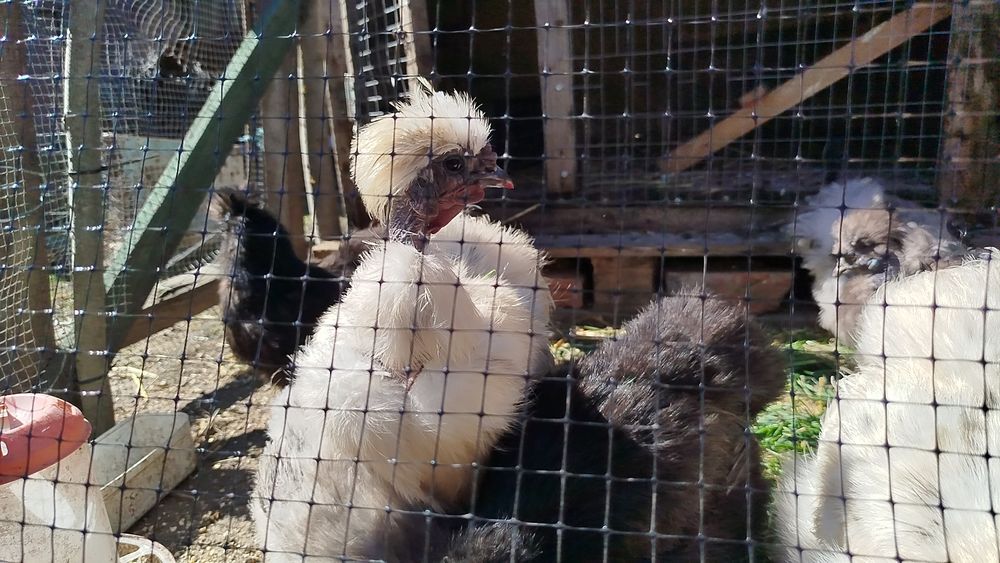 Китайська шовкова курка. Інкубаційне яєчко.