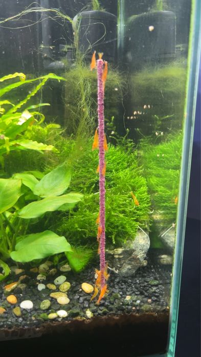 Krewetki necardina orange (Pomaraczowe)