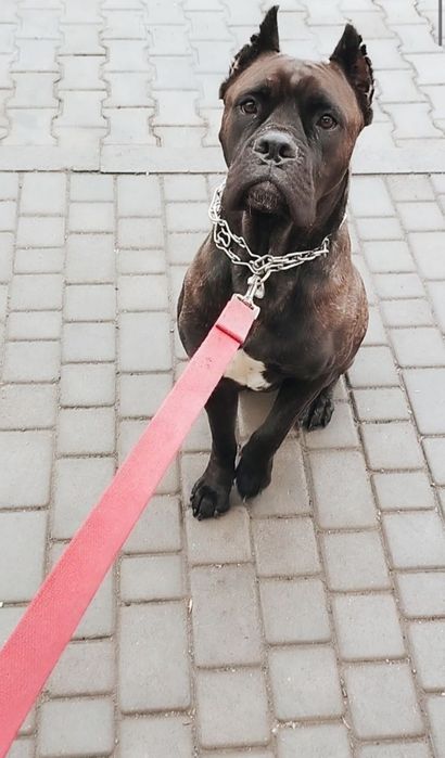 Передержка домашняя зоогостинница для животных.Недорого!