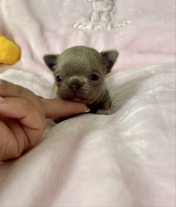 Chihuahua piękny   malutki piesek