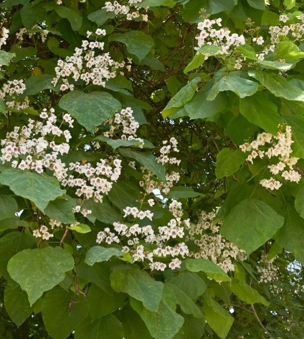 Katalpa/Surmia (catalpa bignonioides)