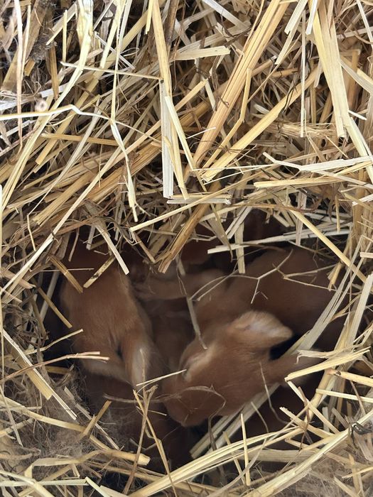 Coelhos Leonardo Borgonha