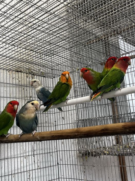 Agaponis rosicolis longfeather