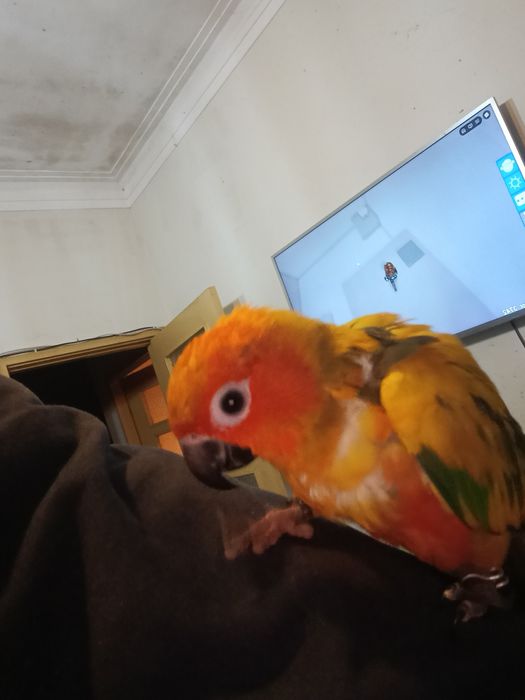 araktinga muito meiga