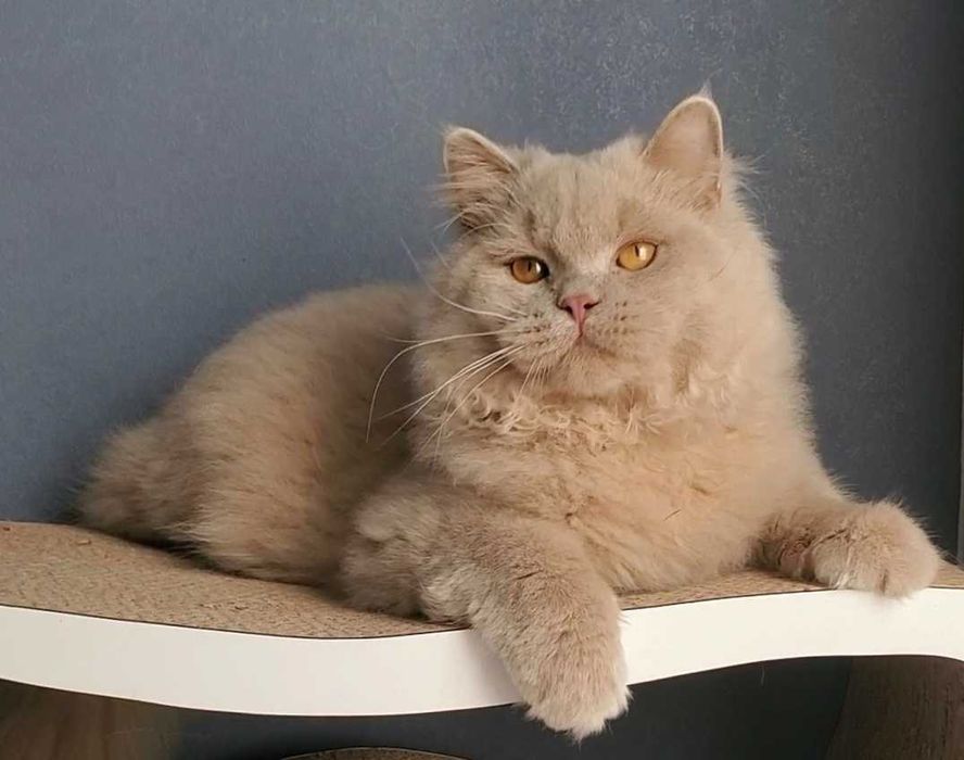 Лагідний котик британець.