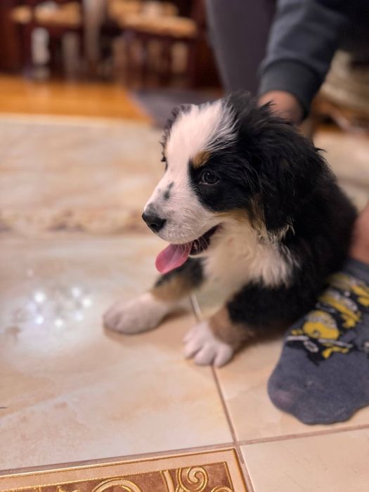 Цуценя Зененхунда