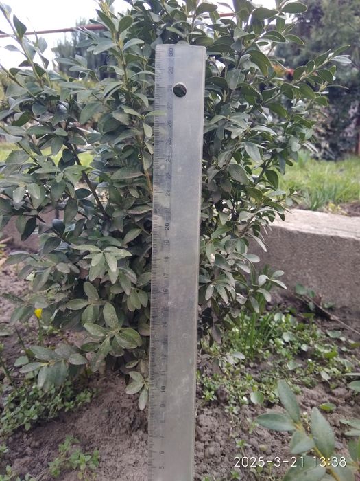 Продам самшит вечнозелёный