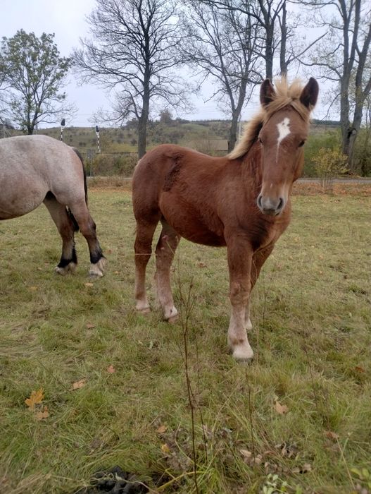 Ogierki zimnokrwiste